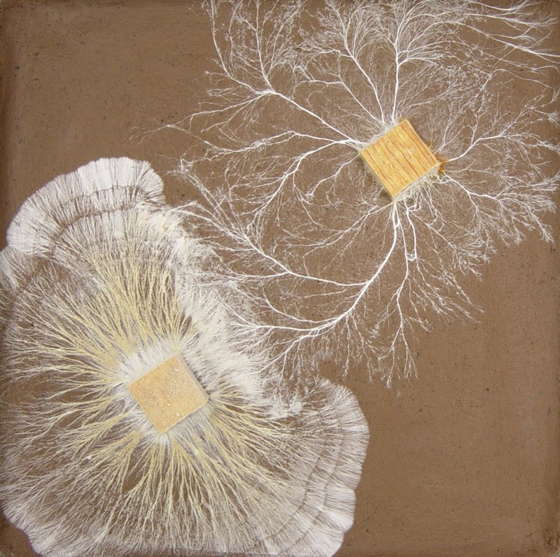 Fungi at war
